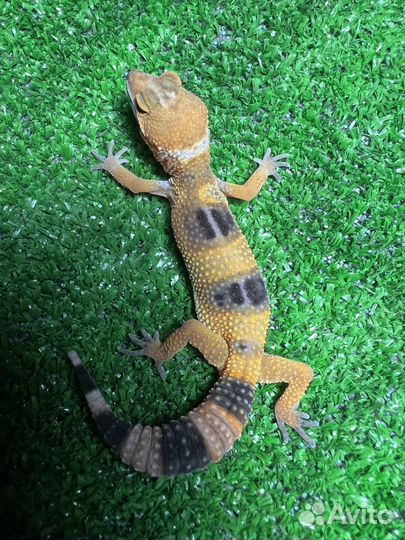 Эублефар (геккон) ящерица