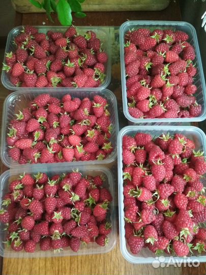 Саженцы малины