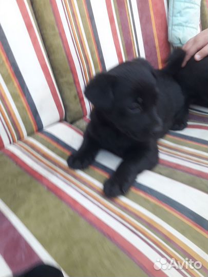 Щенки лабрадора