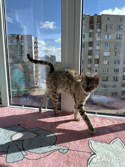 Кошка бенгальская