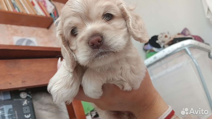 Кокер спаниель