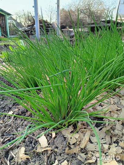 Лук многолетний