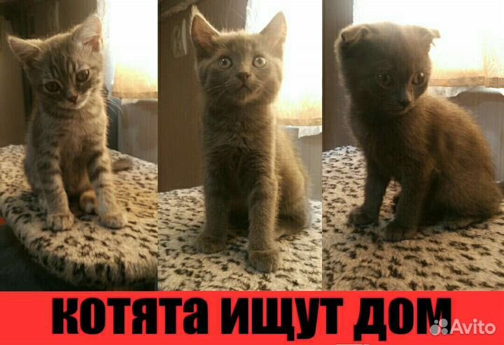 Котята в добрые руки