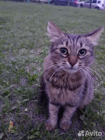 Найдена кошка