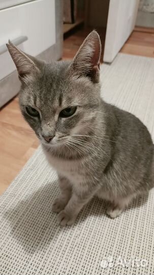 Кошка в дар