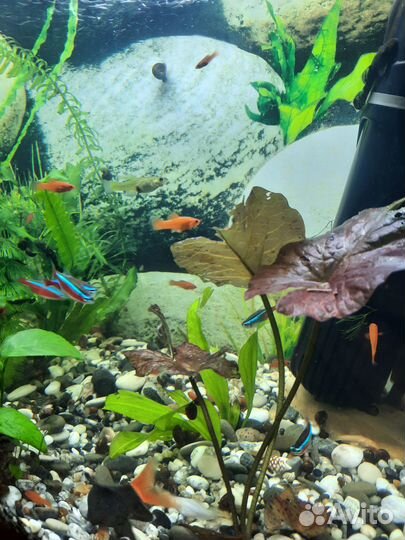 Аквариумные рыбки