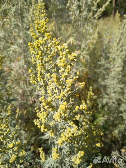 Полынь горькая