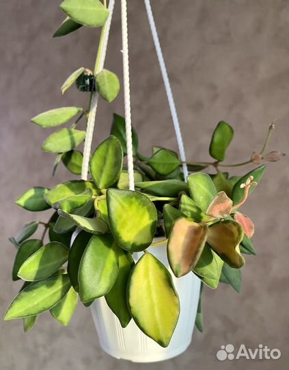 Хойи на срез