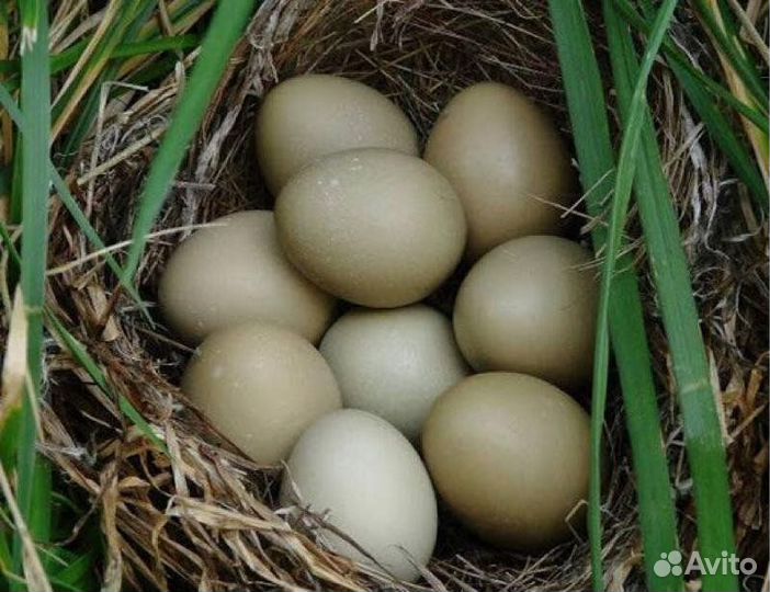 Яйцо фазана для инкубации и для еды
