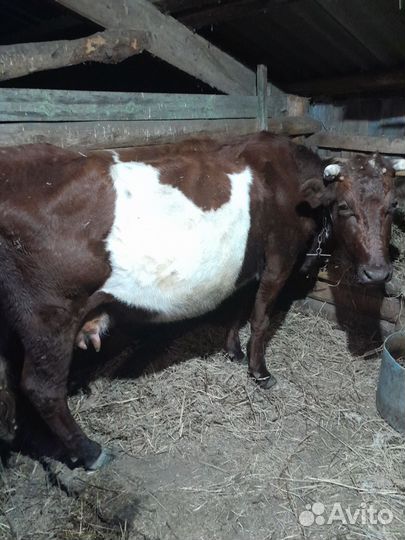 Коровы дойные молочные