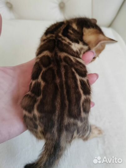 Бенгальские котята