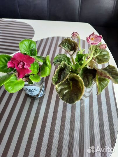 Сортовые фиалки