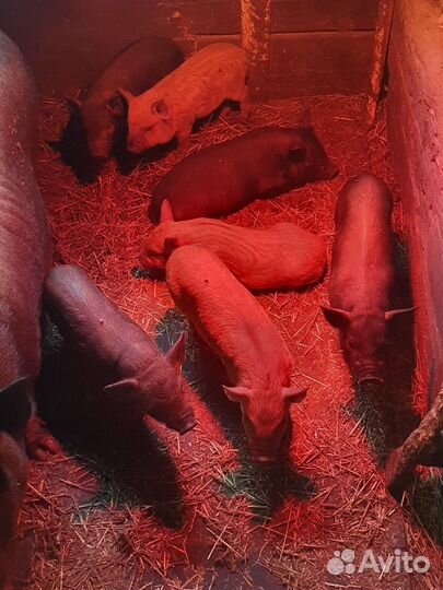 Вьетнамец-кармал