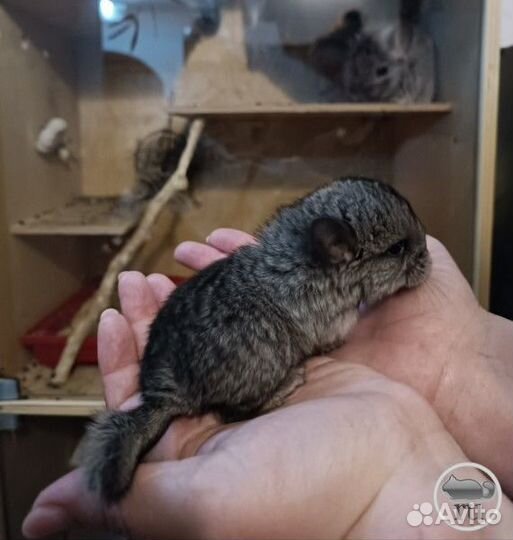 Продам шиншилл