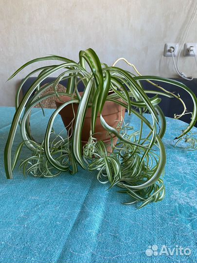 Хлорофитум хохлатый