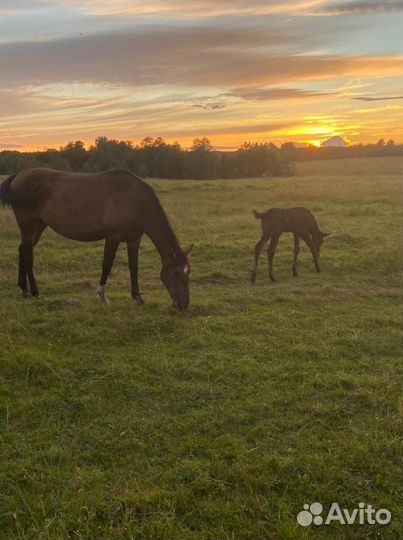 Фермерское хозяйство. (Эко туризм )
