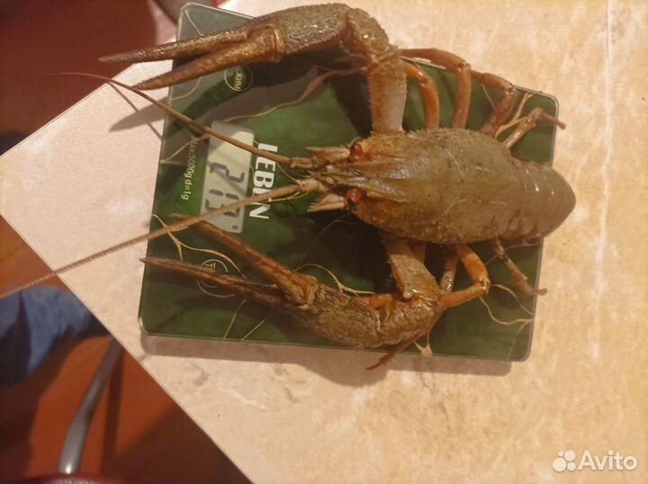 Продам живые раки