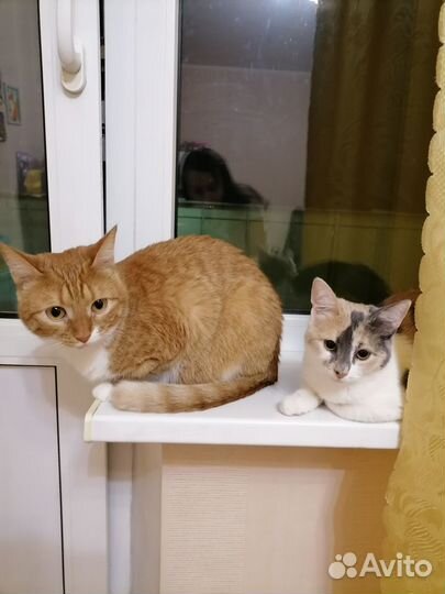 Передержка кошек