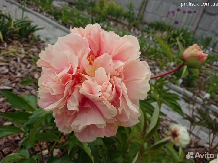 Пион Трифена Паркин