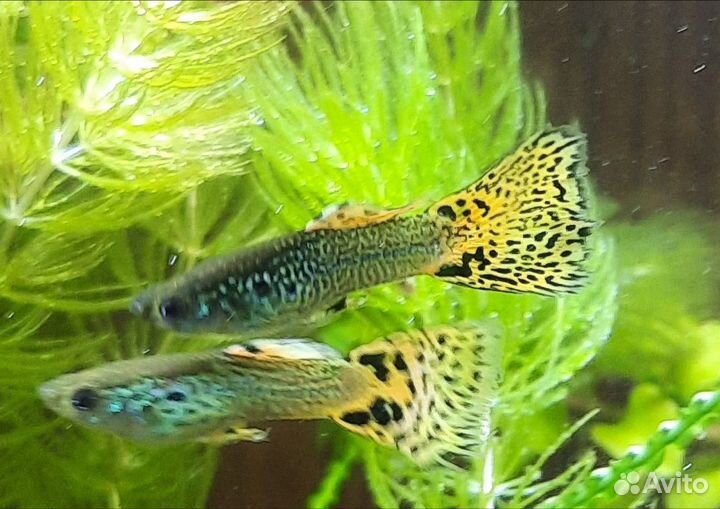 Гуппи чистая линия