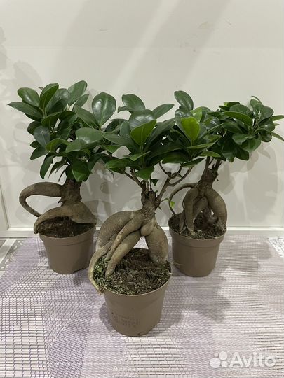 Фикусы Гинсенг бонсай