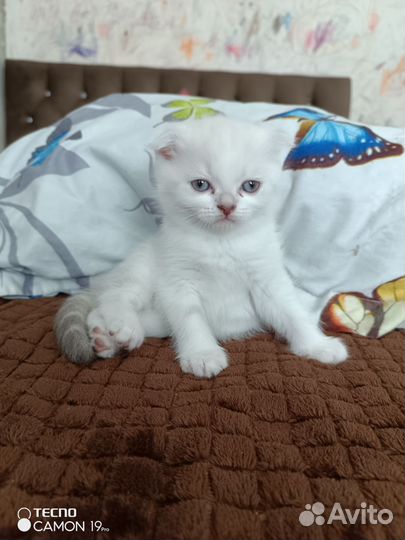 Шотландские котята