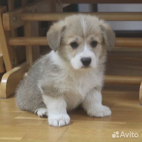 Малыши корги