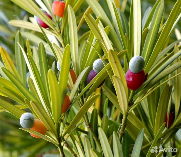 Ногоплодник крупнолистный (Подокарпус), семена