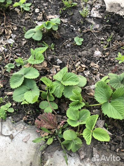 Клубника чамора туруси