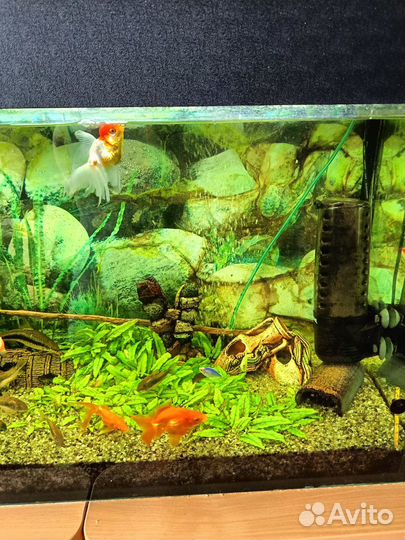 Аквариум