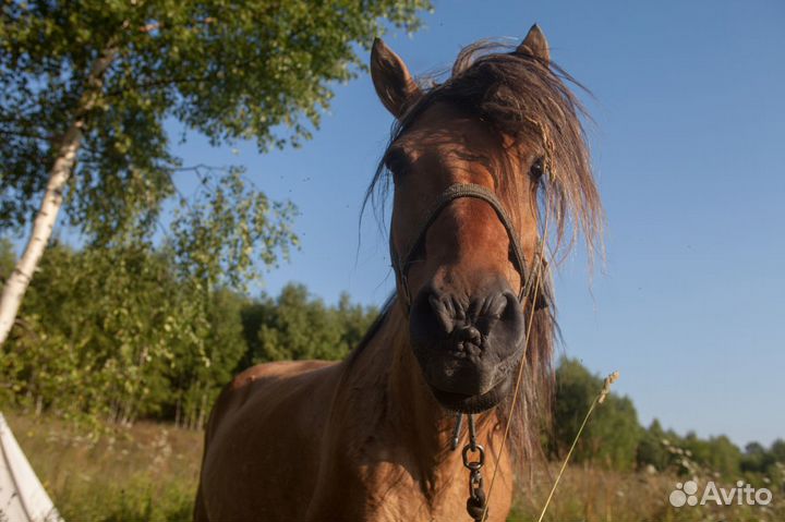 Конный поход Ночное