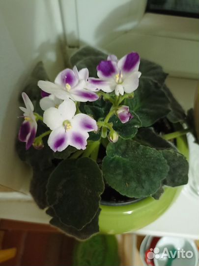 Фиалка в горшках