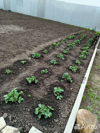 Рассада клубники