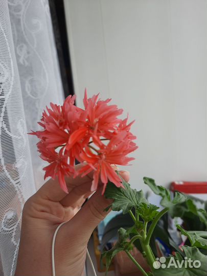 Пеларгония Герань