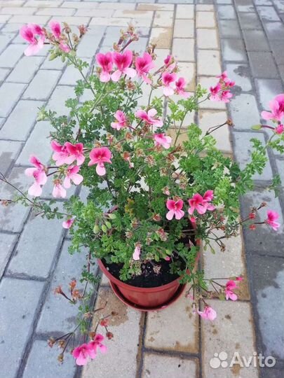 Пеларгония