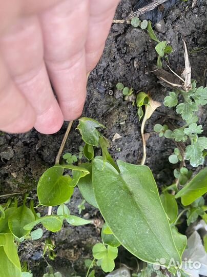 Белая калла корневищная оптом