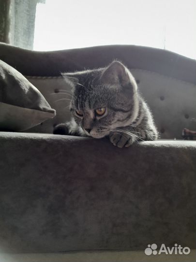 Кошка в дар