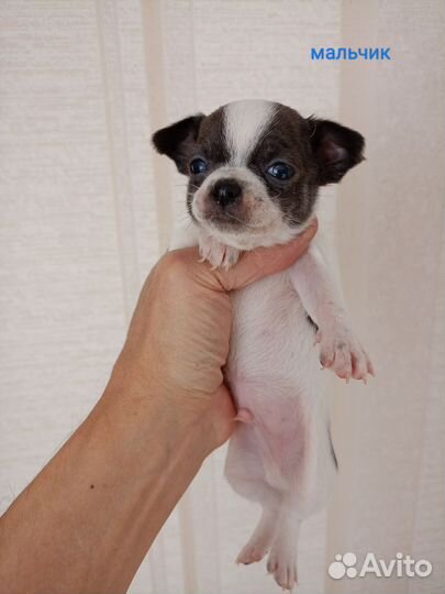 Чихуахуа мини