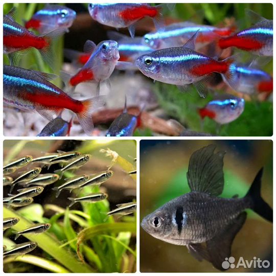 Аквариумные рыбки