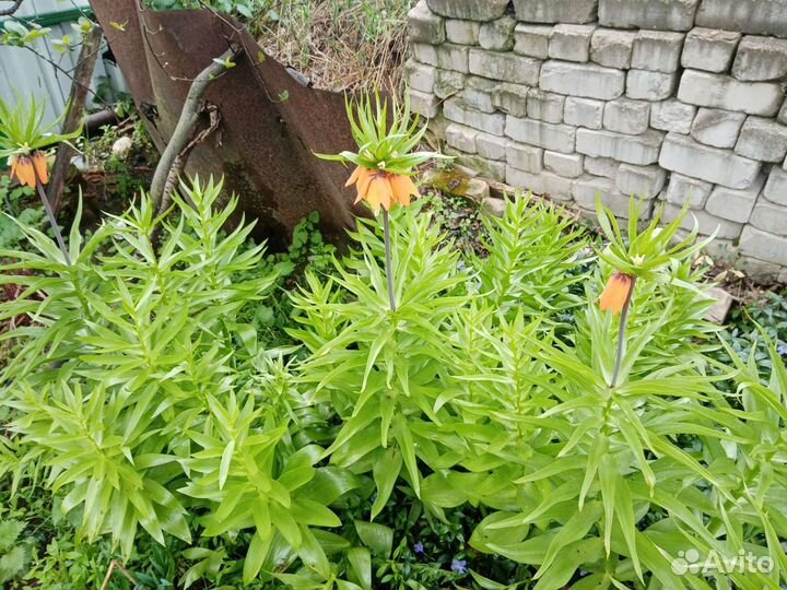 Рябчик императорский