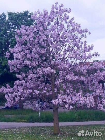 Саженцы Павловния PAO tong Z07