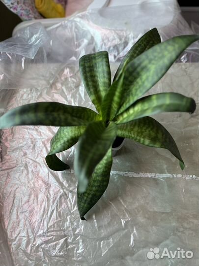 Сансевиерия тещин язык