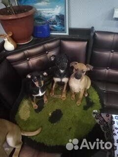 Щенки метисы