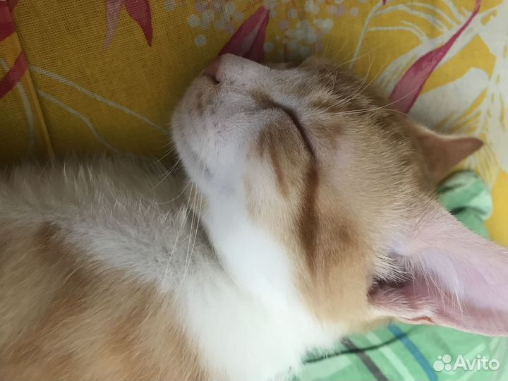 Отдам в добрые руки котика