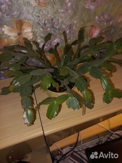 Декабрист и спатифилум