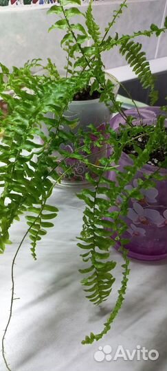 Папоротник комнатный