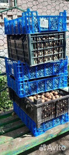 Грецкий орех в скорлупе