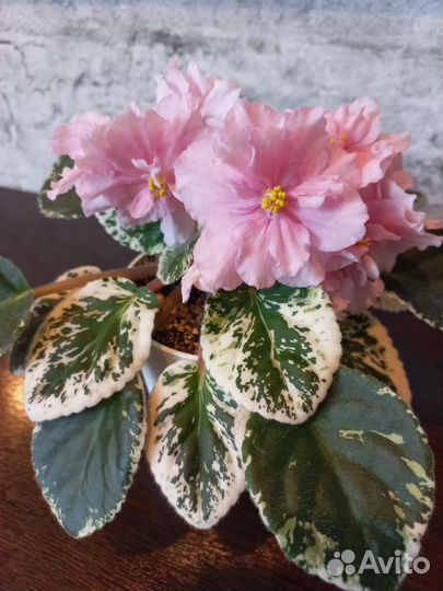 Цветущие фиалки