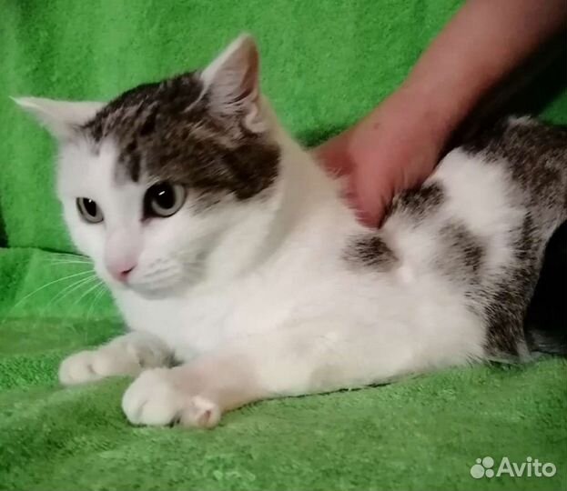 Отдам кошечку