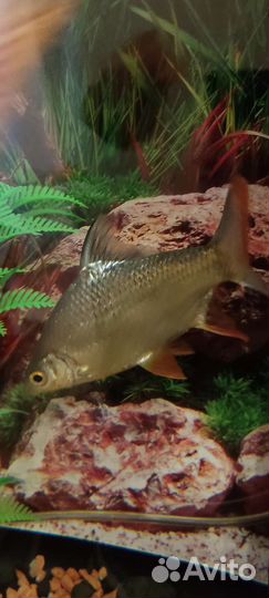 Барбусы лещевидные